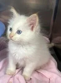 A baby small-sized female Siamese cat named Angel for adoption in Dawson, GA