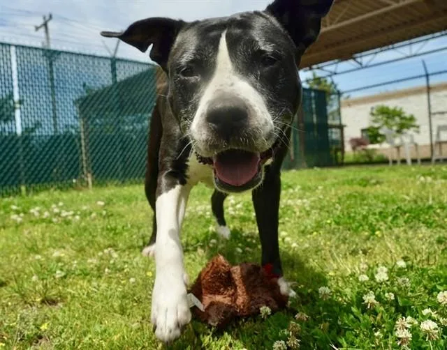 An adult extra large-sized female Pit Bull Terrier dog named Dolly for adoption in Springfield, MA