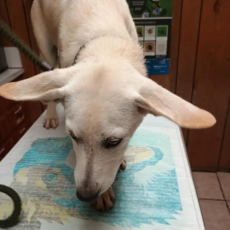 A baby medium-sized female German Shepherd Dog dog named Rue for adoption in Amarillo, TX