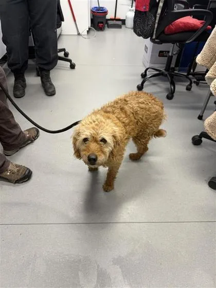 An adult small-sized male Mixed Breed dog named Baxter for adoption in West Chester, PA