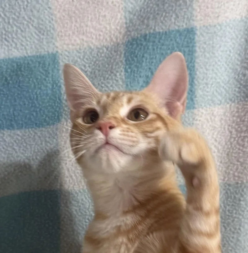 A baby small-sized female Orange & White Domestic Short Hair cat named Prairie Pearl for adoption in Jackson, GA