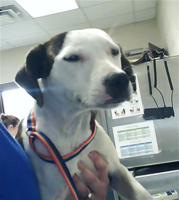 A young small-sized female Pit Bull Terrier dog named Willow for adoption in Fayetteville, NC