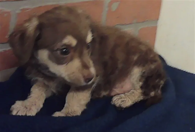 A baby small-sized male Dachshund dog named Butternut for adoption in Houston, TX