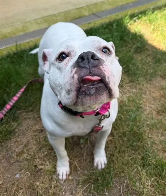 An adult medium-sized female Pit Bull Terrier dog named Snoe for adoption in Leesburg, VA