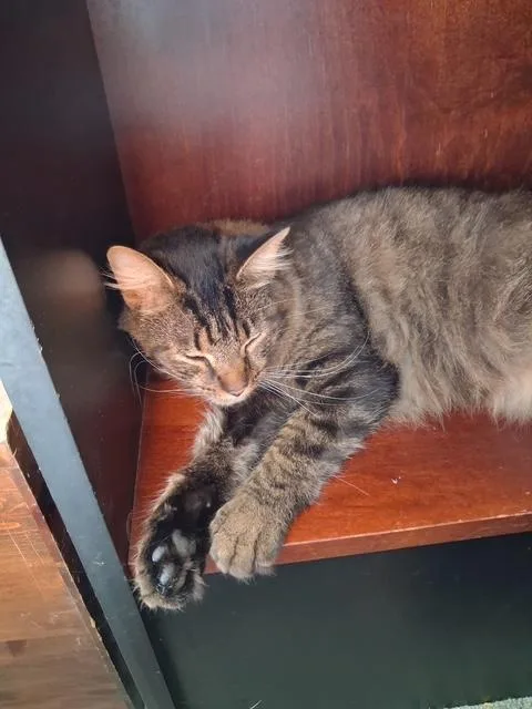 An adult medium-sized male Tabby (Brown / Chocolate) Domestic Long Hair cat named Whiskey for adoption in Bardstown, KY