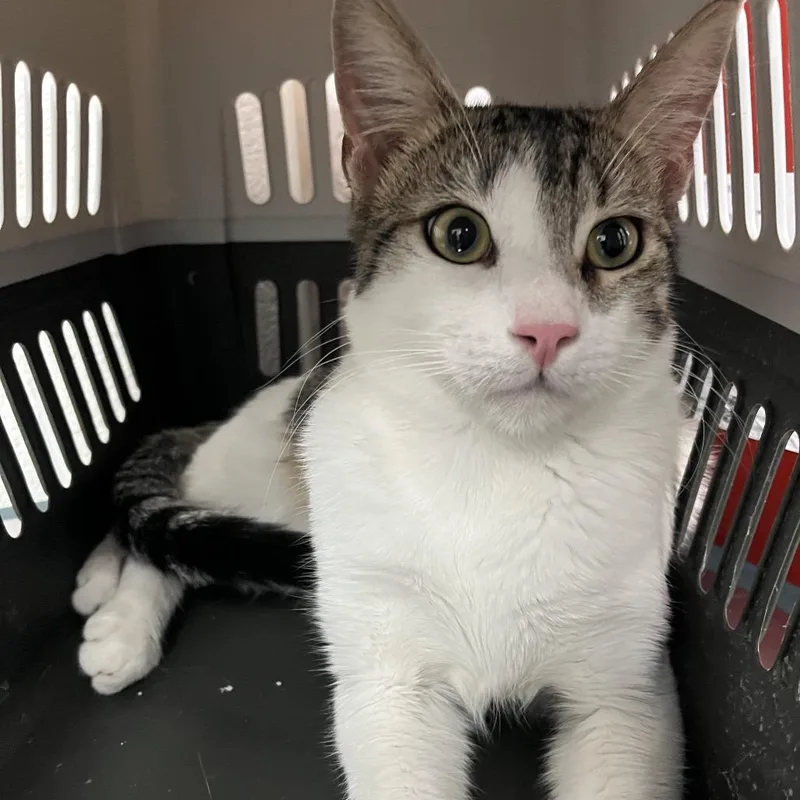 A young medium-sized male White Domestic Short Hair cat named Nino for adoption in Edinburg, TX