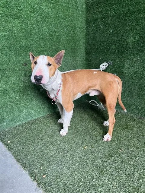 An adult medium-sized male Bull Terrier dog named Jasper for adoption in Lancaster, CA