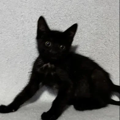 A baby medium-sized female Black Domestic Short Hair cat named Julie for adoption in Liverpool, TX