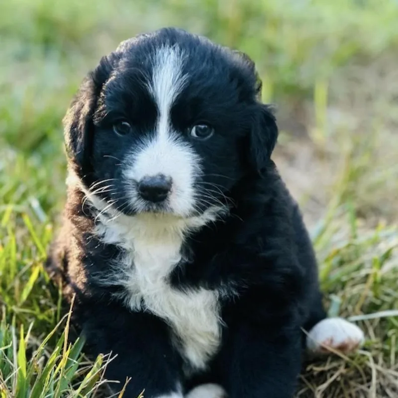 A baby large-sized male Australian Shepherd dog named Doug for adoption in Stokesdale, NC