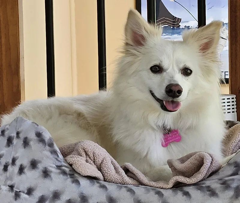 An adult small-sized female American Eskimo Dog dog named Diva Of Md for adoption in Randallstown, MD