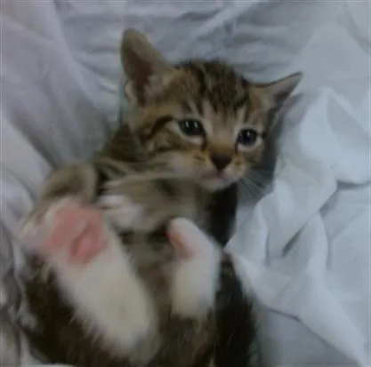 A baby small-sized male Domestic Short Hair cat named Lucky for adoption in Miami, FL