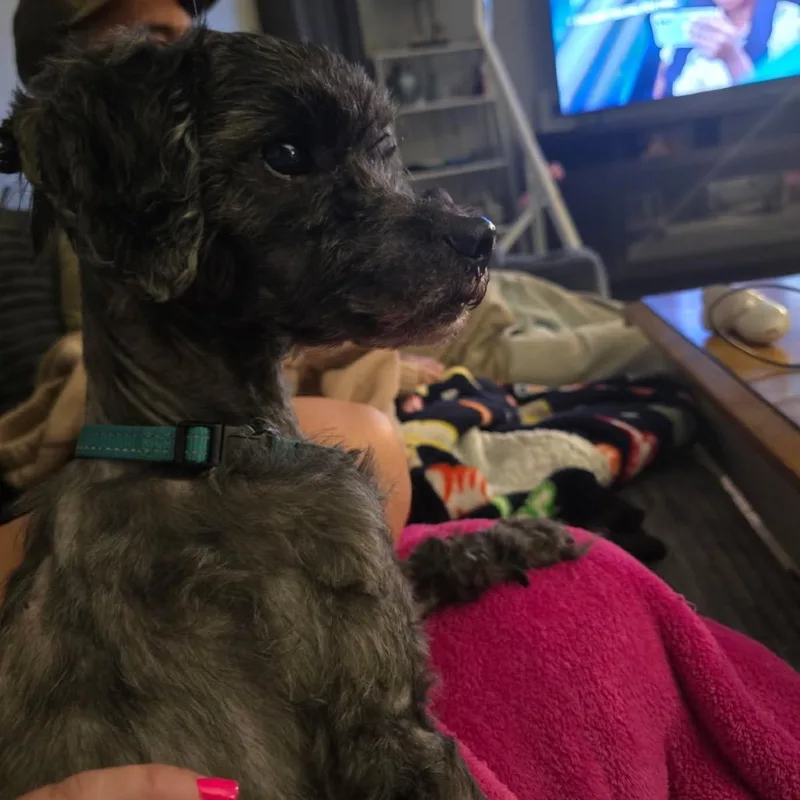 An adult small-sized male Poodle dog named Nimbus for adoption in Phoenix, MD