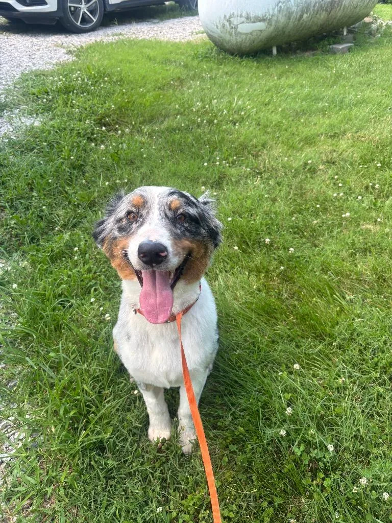 An adult medium-sized male Australian Shepherd dog named Ridley for adoption in Lansing, KS