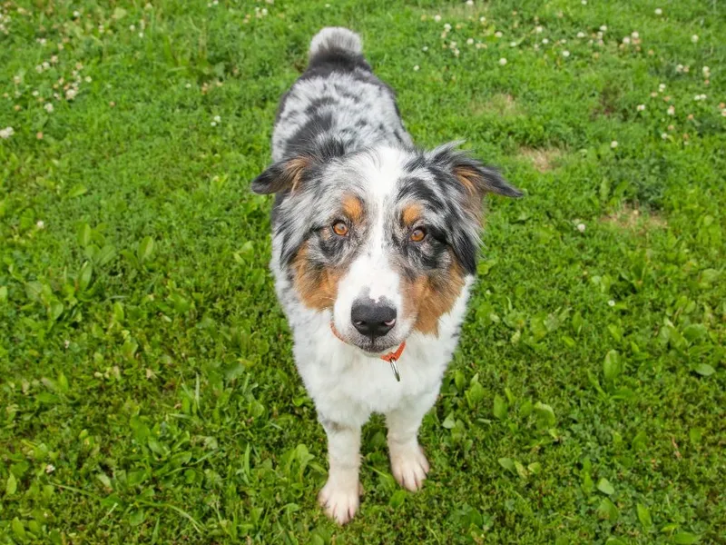 Ridley thumbnail 3