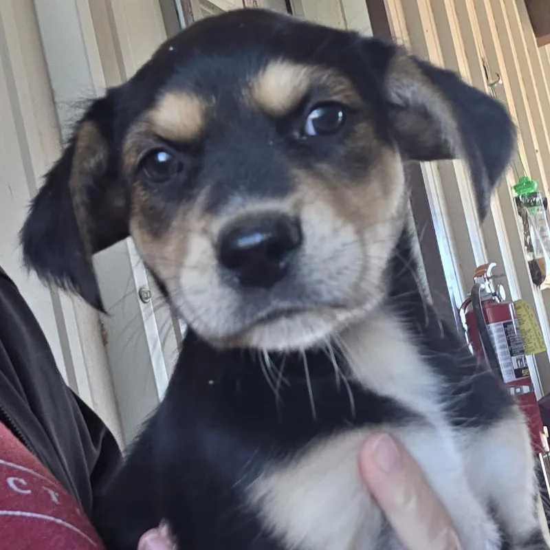 A baby small-sized female Black German Shepherd Dog dog named Hennessy for adoption in Midland, TX