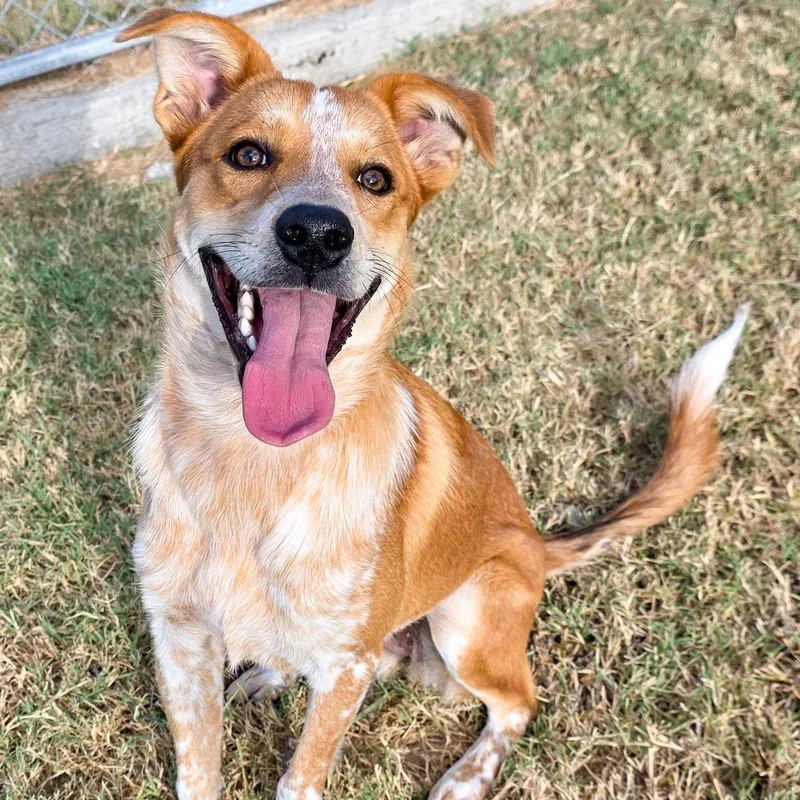 A young medium-sized female Australian Cattle Dog / Blue Heeler dog named Megan for adoption in Gainesville, TX