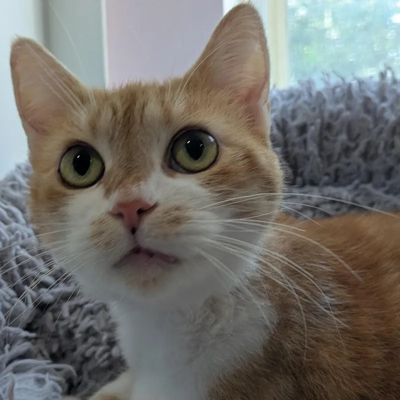 Peaches