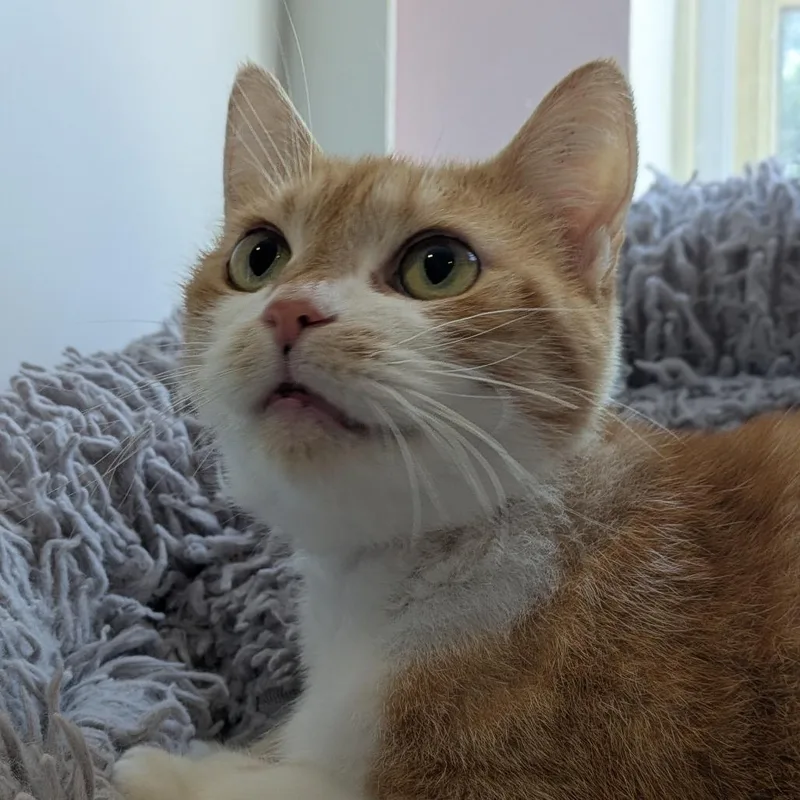Peaches thumbnail 2
