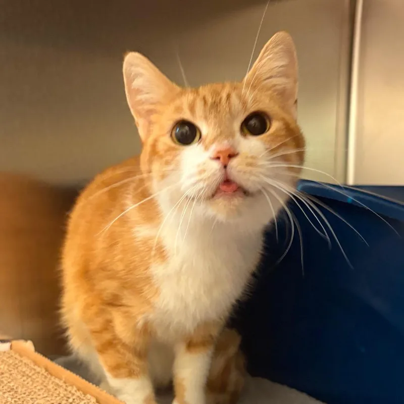 Peaches thumbnail 3
