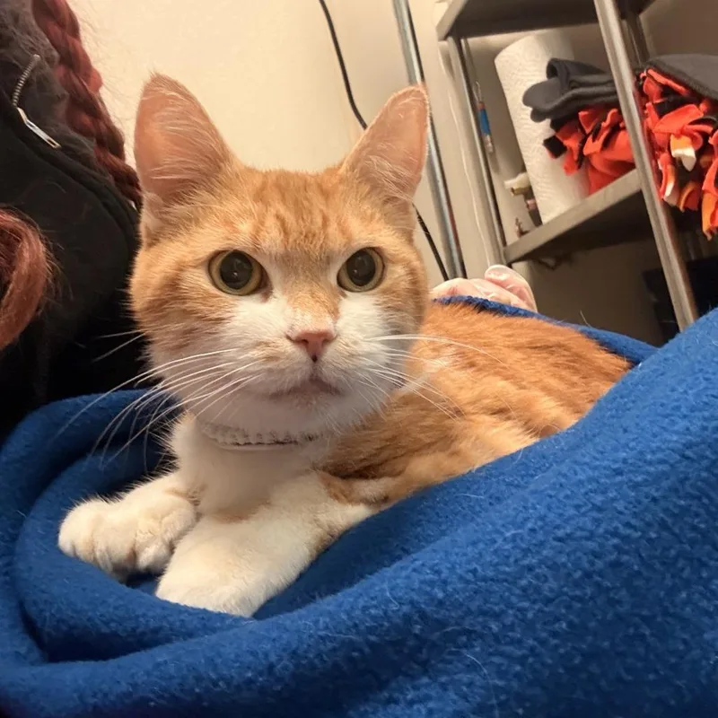 Peaches thumbnail 5