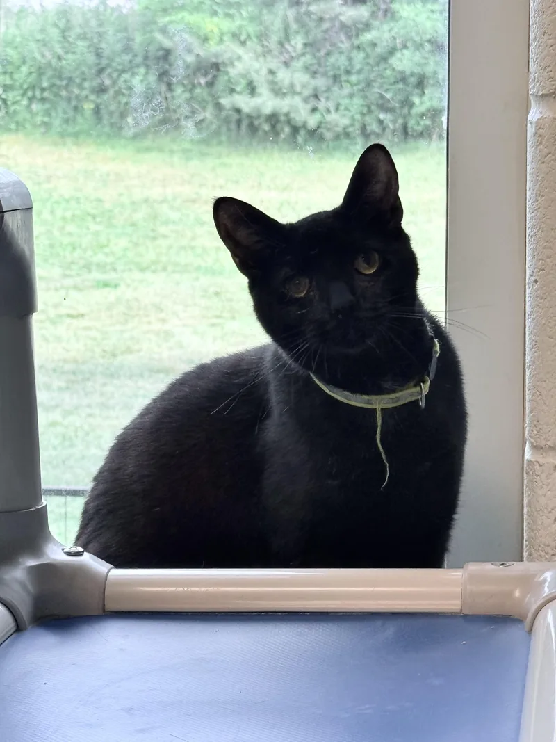 An adult medium-sized male Black Domestic Short Hair cat named Peanut & Schnitzel for adoption in Stratford, CT