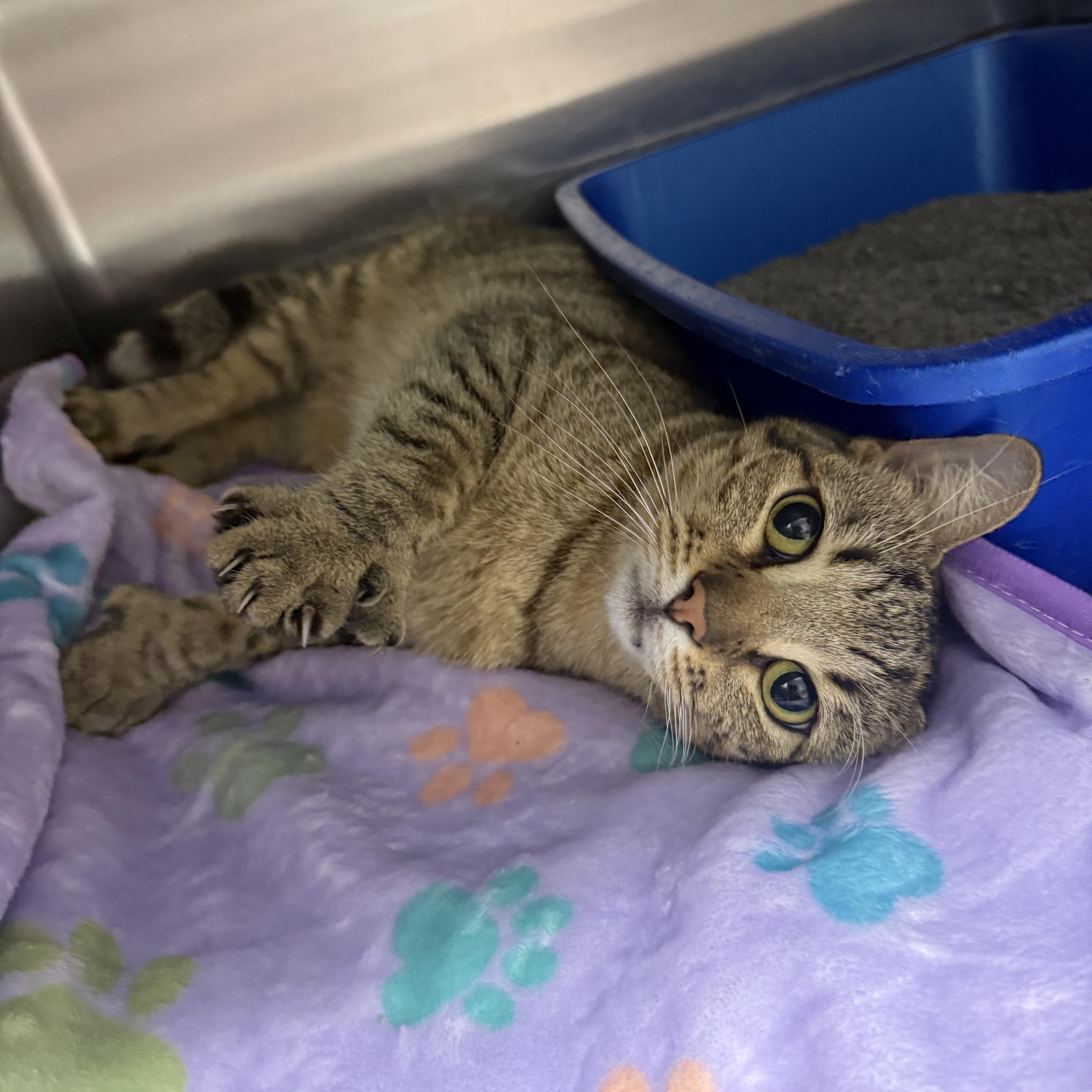 A young medium-sized female Tabby (Buff / Tan / Fawn) Extra-Toes Cat / Hemingway Polydactyl cat named Thumbs for adoption in Fairhope, AL