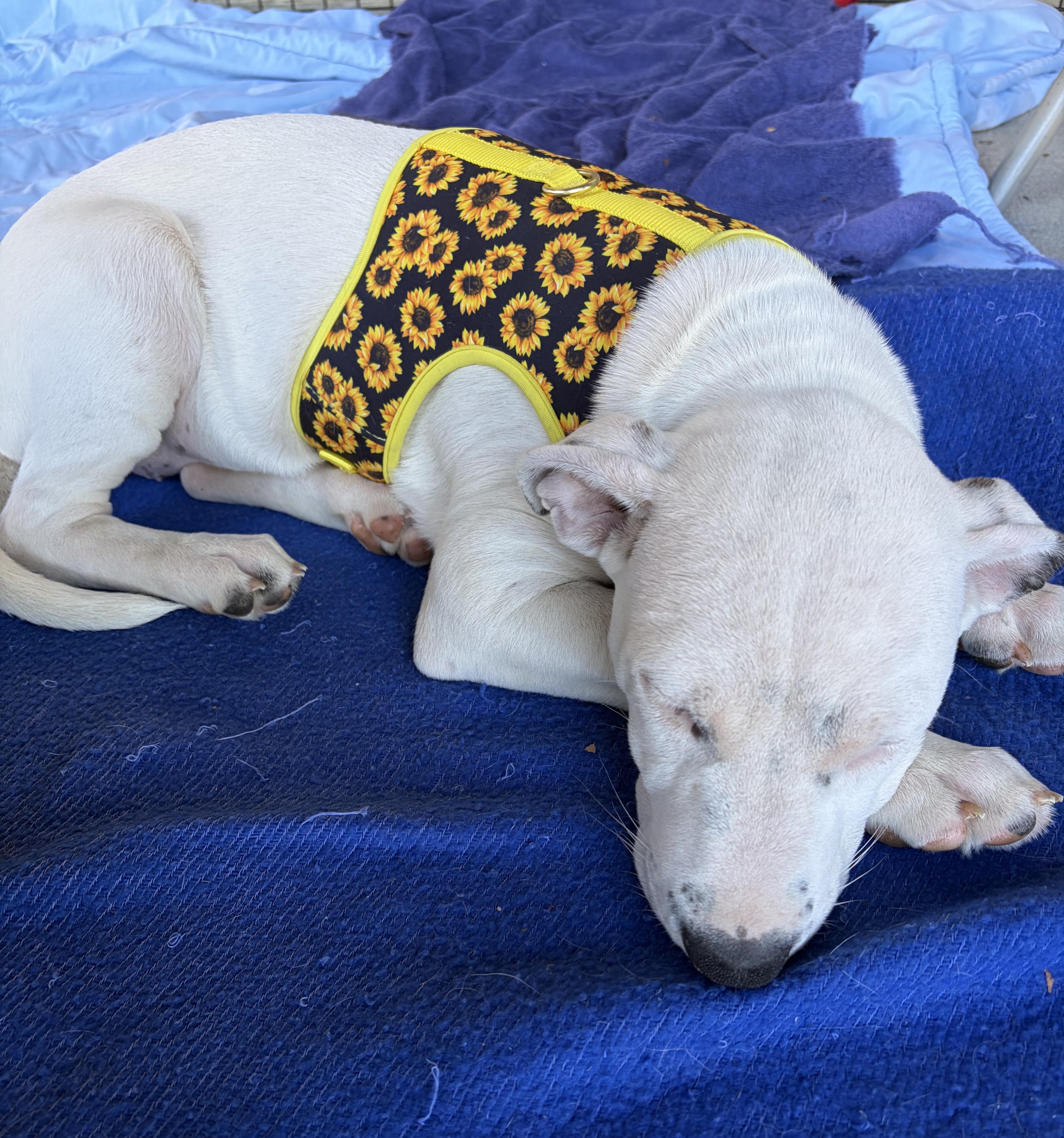 A baby medium-sized female White / Cream Pit Bull Terrier dog named Persephone for adoption in Smithfield, NC