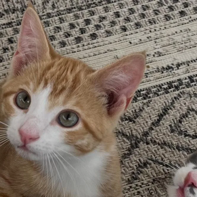A baby small-sized male Orange / Red Domestic Short Hair cat named Binx for adoption in Lynchburg, VA
