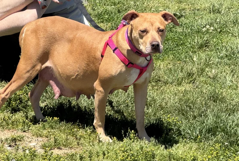 An adult medium-sized female Yellow / Tan / Blond / Fawn American Staffordshire Terrier dog named Brandi for adoption in Ellicott City, MD