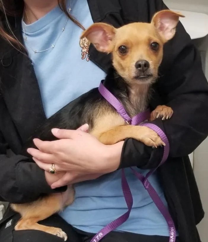 An adult small-sized female Chihuahua dog named Cricket for adoption in Aurora, IL