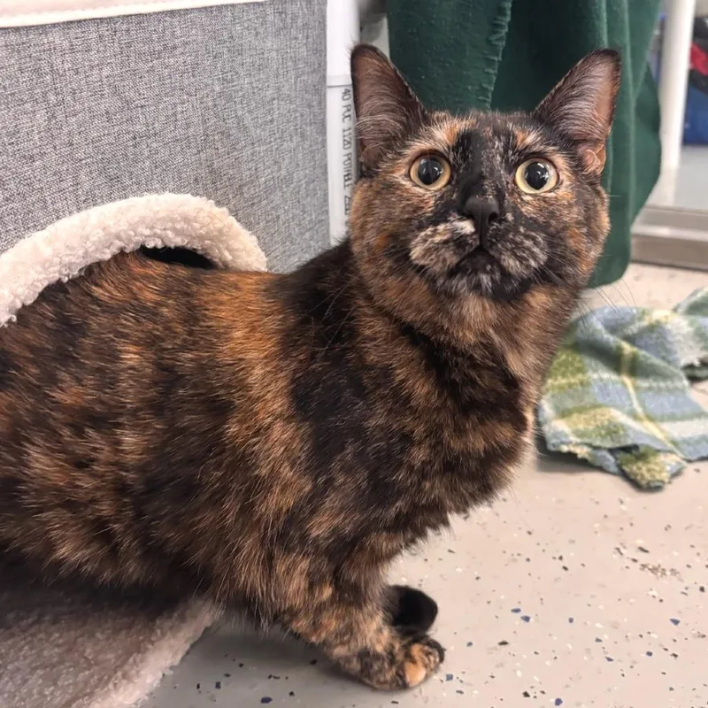 Jalapeno thumbnail 2