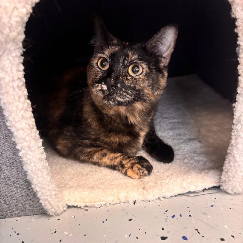 Jalapeno thumbnail 3