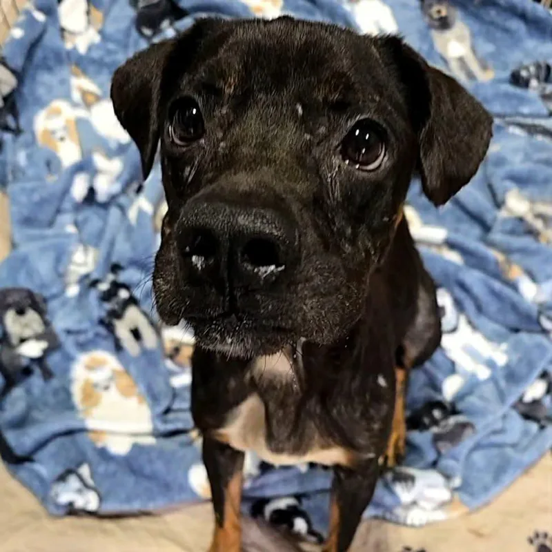 An adult small-sized female Black Mixed Breed dog named Ashley for adoption in Olathe, KS