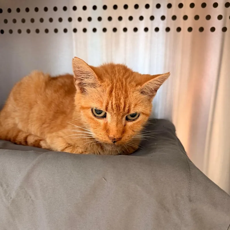 A senior medium-sized female Orange / Red Domestic Short Hair cat named Maybelline for adoption in Lynchburg, VA