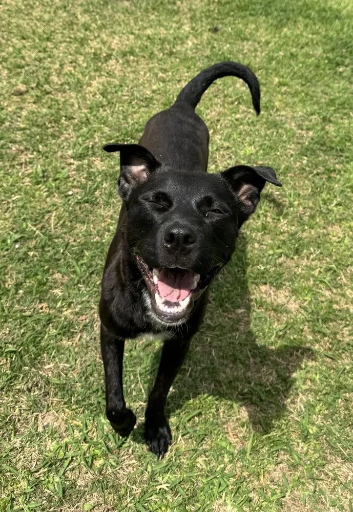 An adult medium-sized male Tricolor (Brown, Black, & White) Labrador Retriever dog named Ari for adoption in Boston, MA