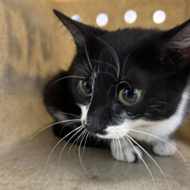 An adult medium-sized female Black Domestic Short Hair cat named Candy for adoption in Philadelphia, PA