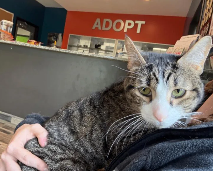 An adult medium-sized male Tabby (Brown / Chocolate) Domestic Short Hair cat named Sid for adoption in Osseo, MI