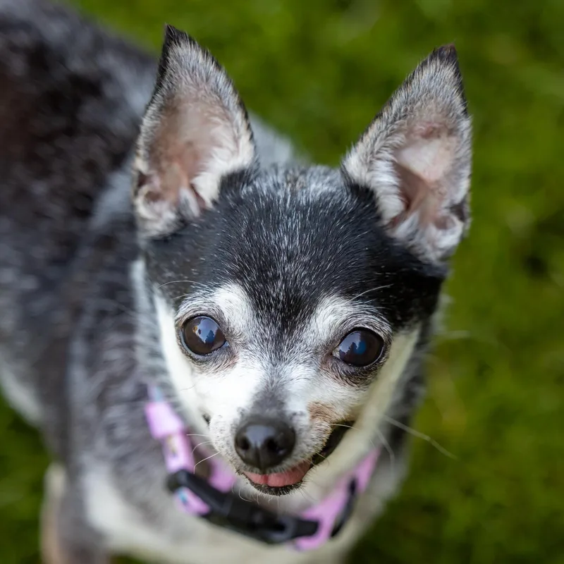 A senior small-sized female Chihuahua dog named Chiquita for adoption in Salem, OR