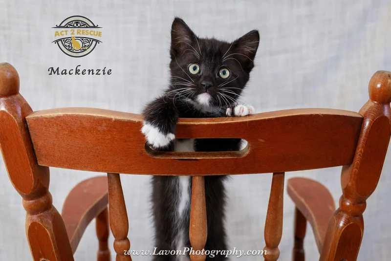A baby medium-sized female Black & White / Tuxedo Domestic Short Hair cat named Mackenzie for adoption in Riverside, CA