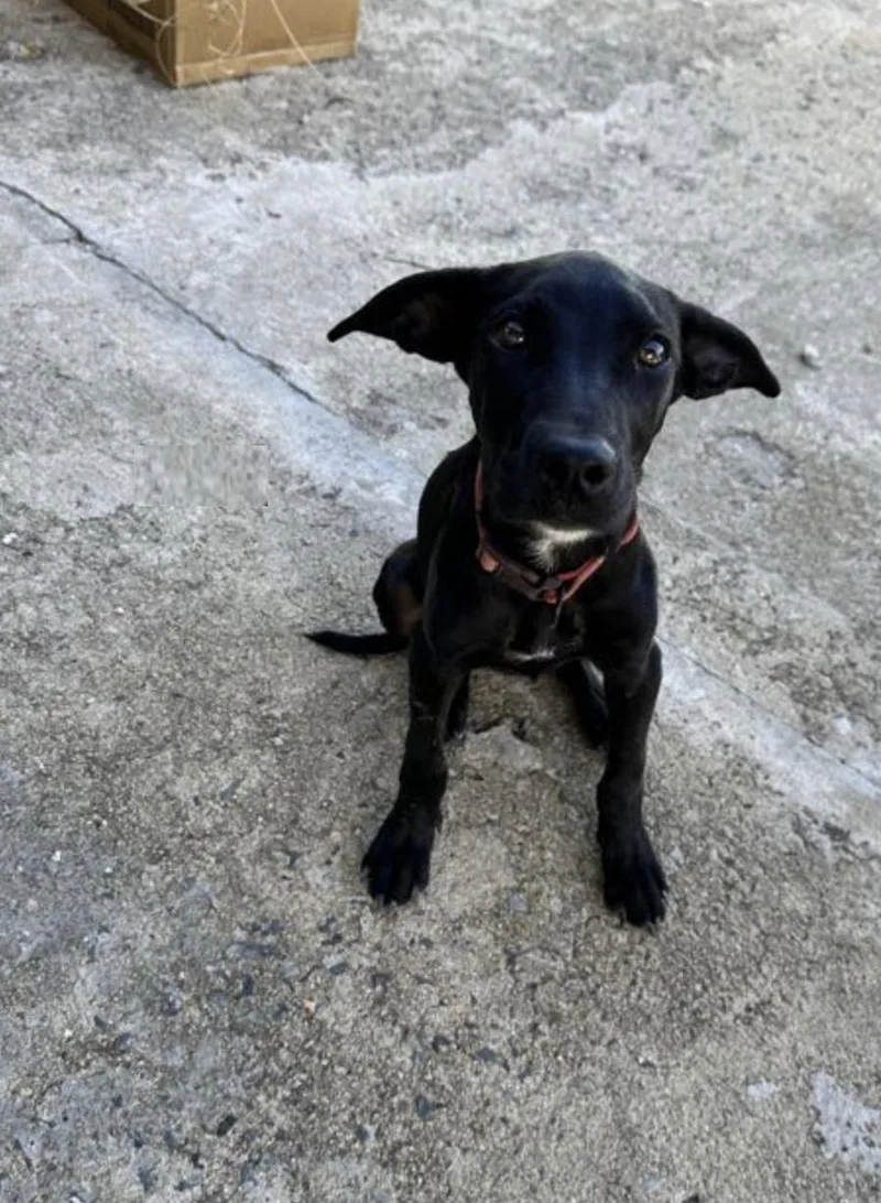 A baby large-sized female Great Dane dog named Lolo for adoption in Orlando, FL