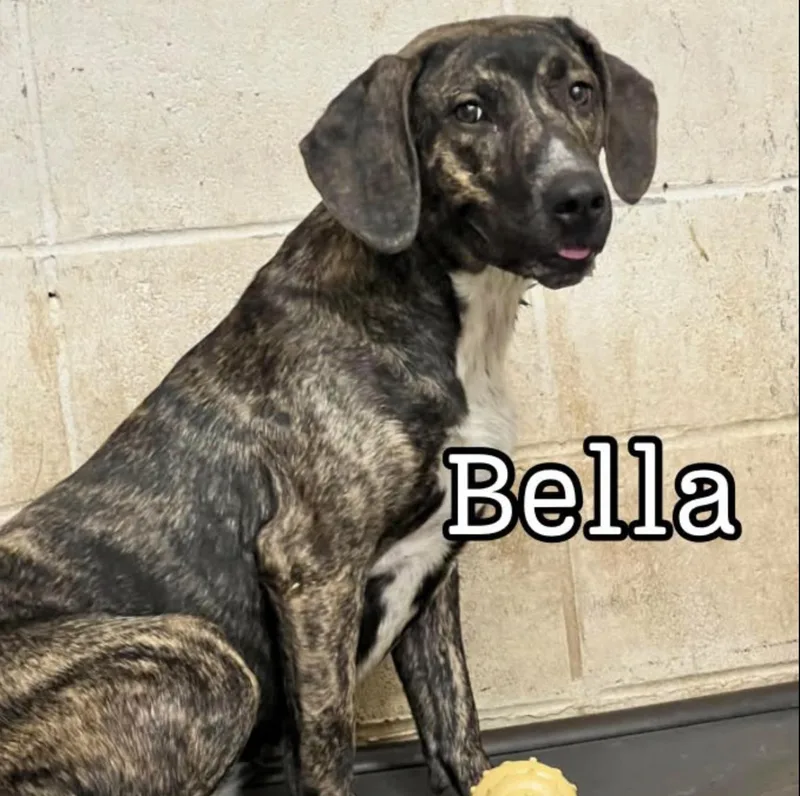 Bella