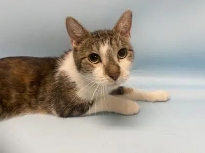 An adult small-sized female Domestic Short Hair cat named Dahlia for adoption in Coon Rapids, MN