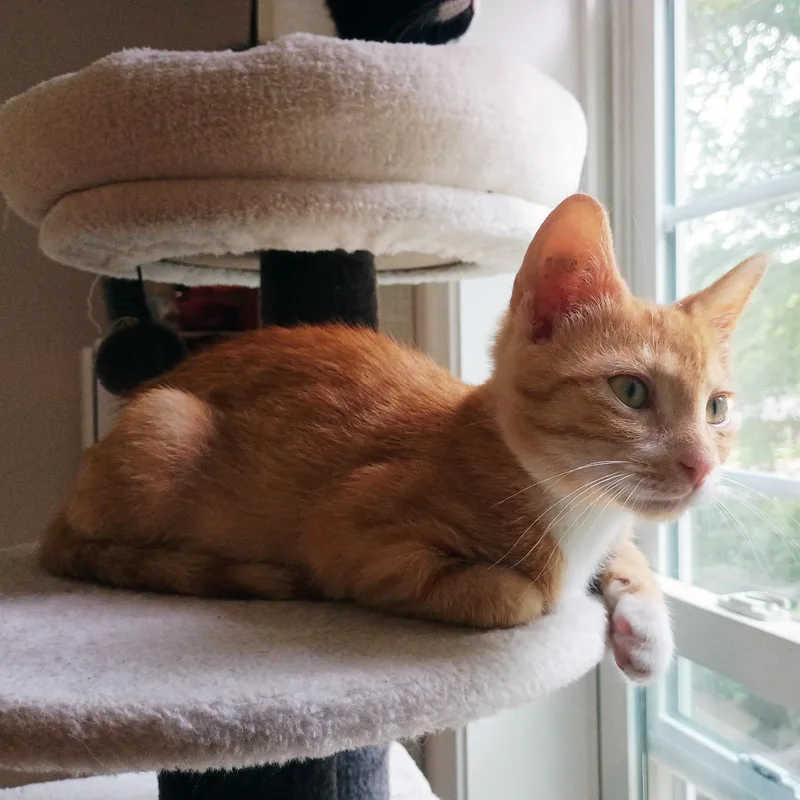 A baby medium-sized male Domestic Short Hair cat named Toast for adoption in Apex, NC