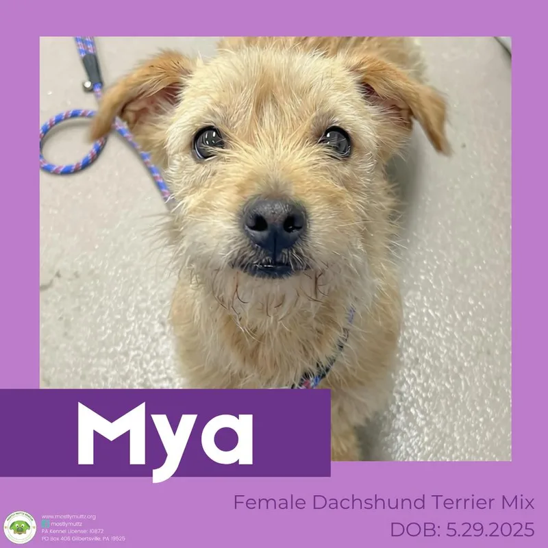 Mya thumbnail 3