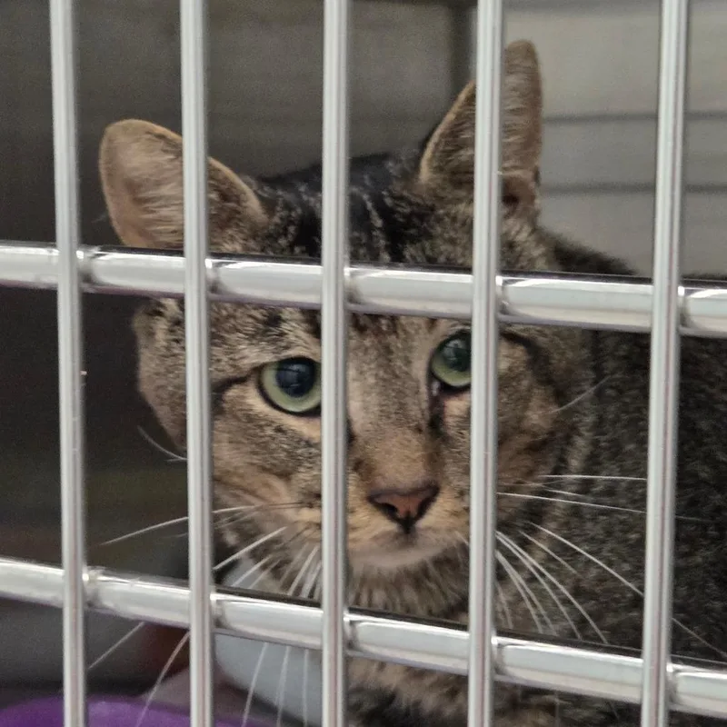 A young small-sized male Brown / Chocolate Domestic Short Hair cat named Max for adoption in Chattanooga, TN