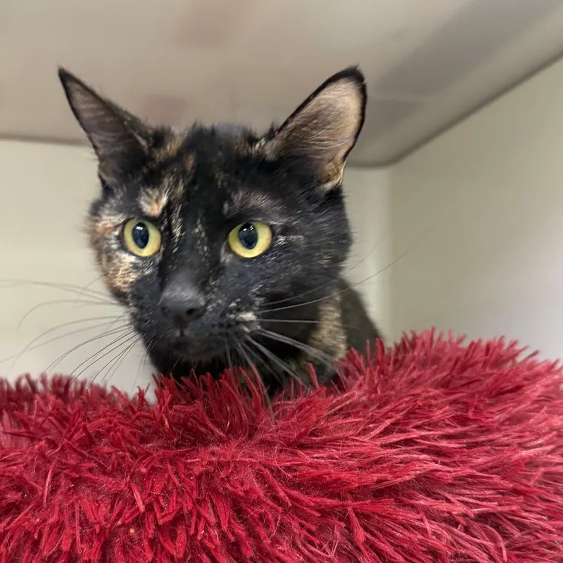 An adult medium-sized female Black Domestic Short Hair cat named Lindsay for adoption in Durango, CO