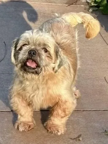 An adult small-sized female Shih Tzu dog named Penny for adoption in Overland Park, KS