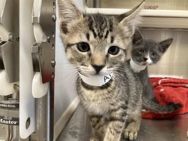 A baby small-sized male Domestic Short Hair cat named Tabby for adoption in Tustin, CA