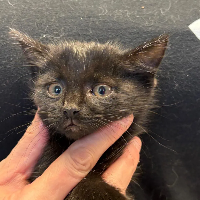 A baby small-sized male Black Domestic Short Hair cat named Buzz for adoption in Mount Juliet, TN