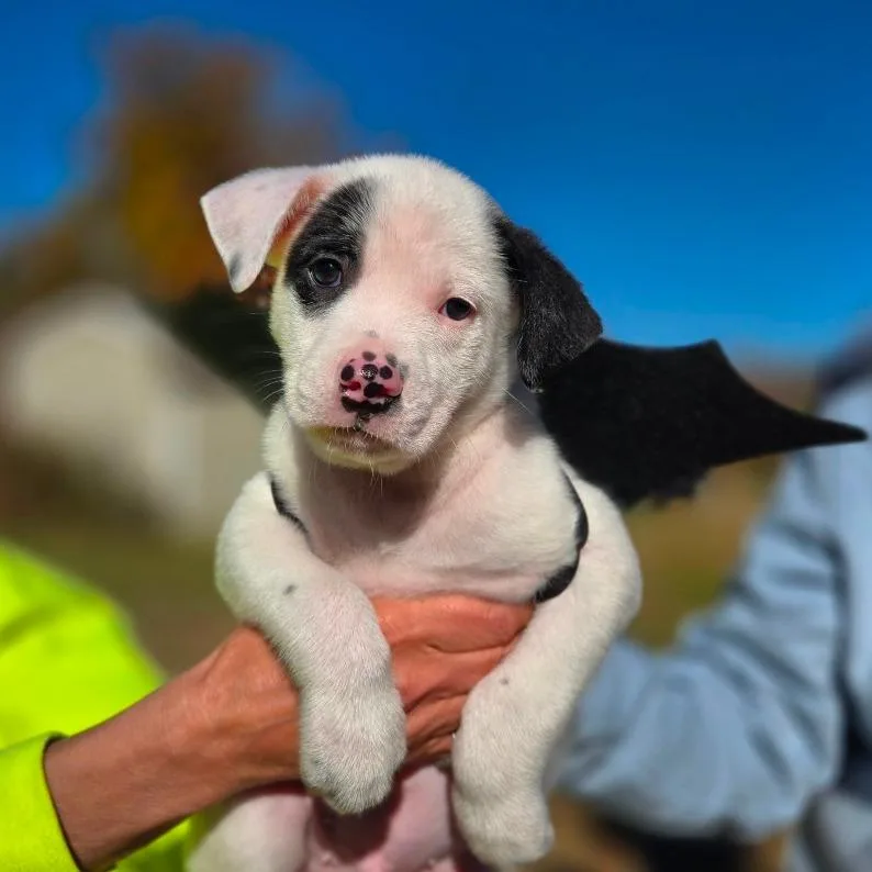CT Cave Bat avail thumbnail 2